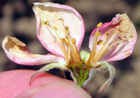 Blountcountymastergardenerstn Очищення та дезінфекція садових інструментів